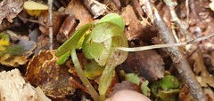 Corybas hypogaeus