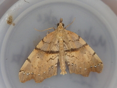 Chalastra pellurgata