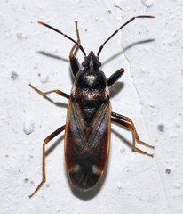 Eremocoris fenestratus