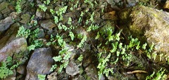 Cystopteris tasmanica