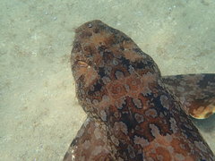 Orectolobus halei