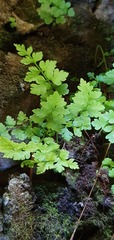 Cystopteris tasmanica