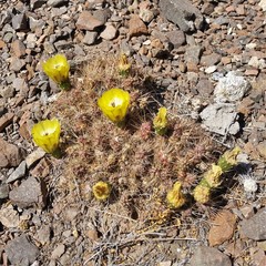 Maihueniopsis