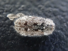 Grynoma