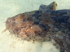 Orectolobus halei