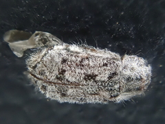 Grynoma