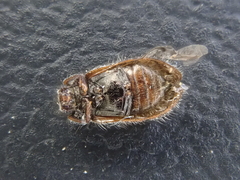 Grynoma