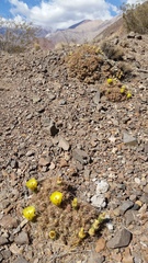 Maihueniopsis