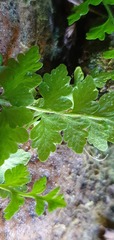 Cystopteris tasmanica