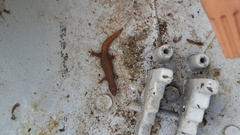 Sphaerodactylus glaucus