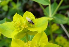 Poecilohetaerella dubiosa