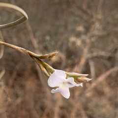 Tillandsia streptocarpa