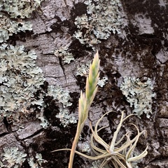 Tillandsia streptocarpa