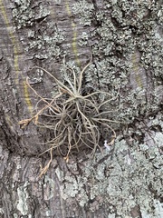 Tillandsia streptocarpa