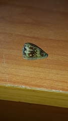 Conus nux