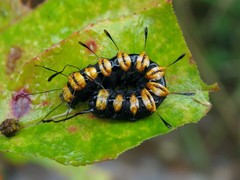 Acronicta funeralis