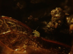 Sminthurinus henshawi