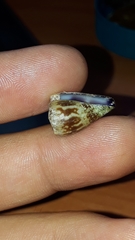 Conus nux