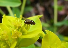 Poecilohetaerella dubiosa