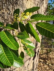 Canarium australianum