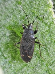 Eremocoris plebejus