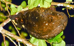 Cynocephalus volans