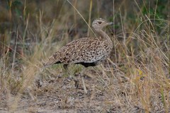 Eupodotis ruficrista