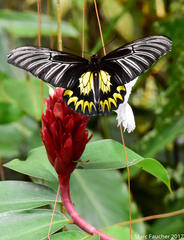 Troides magellanus