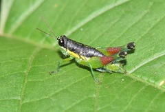 Liebermannacris dorsualis