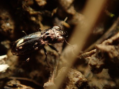 Notiophilus novemstriatus
