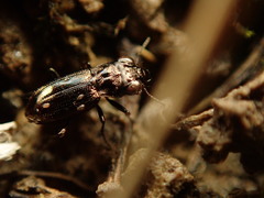 Notiophilus novemstriatus