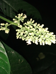 Palicourea hebeclada