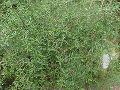 Coprosma cuneata