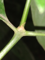 Palicourea hebeclada