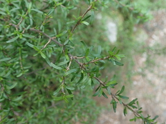 Coprosma cuneata