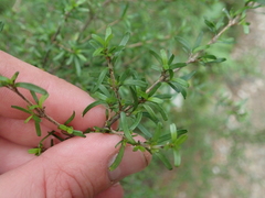 Coprosma cuneata