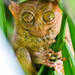 Tarsiers - Photo (c) pfaucher, some rights reserved (CC BY-NC), uploaded by pfaucher
