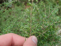 Coprosma cuneata