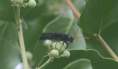 Cosila chilensis