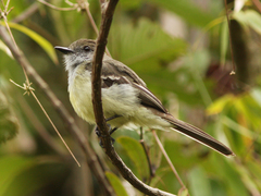 Myiarchus cephalotes