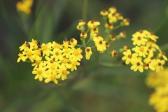 Senecio linearifolius linearifolius