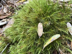 Dicranoloma robustum