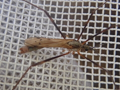 Gynoplistia bituberculata