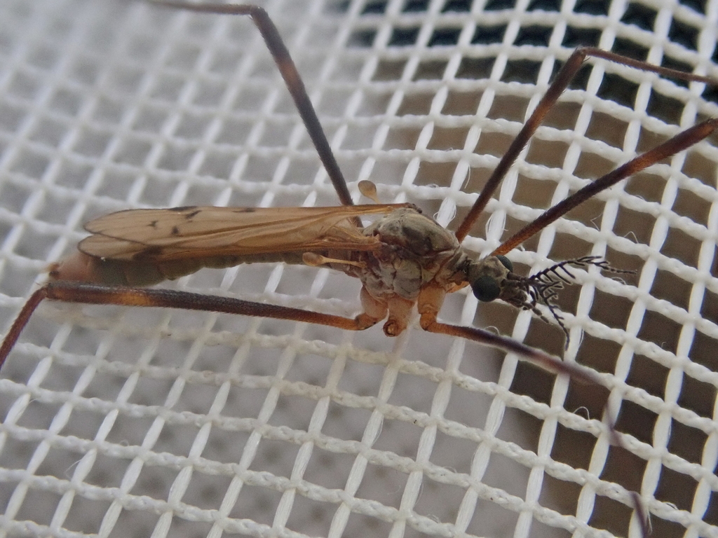Gynoplistia bituberculata