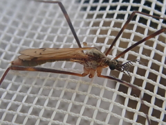 Gynoplistia bituberculata