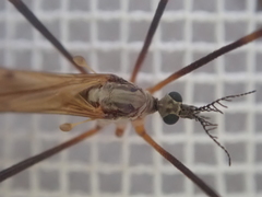 Gynoplistia bituberculata