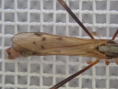 Gynoplistia bituberculata