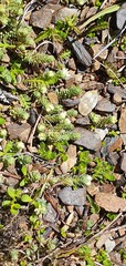 Kelleria laxa