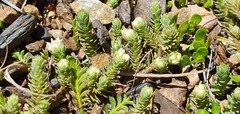 Kelleria laxa