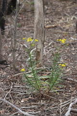 Senecio linearifolius linearifolius